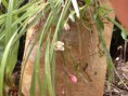 /album/orquideas-e-bromelia-na-fazenda-monte-sinai/fazendas-sustentaveis-208-jpg/